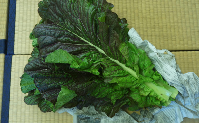 高菜の炊いたん – 高菜の葉のレシピ